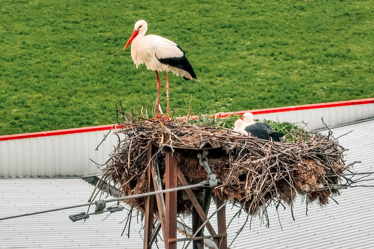 migratory birds