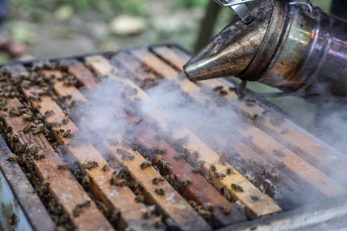 beekeeping 