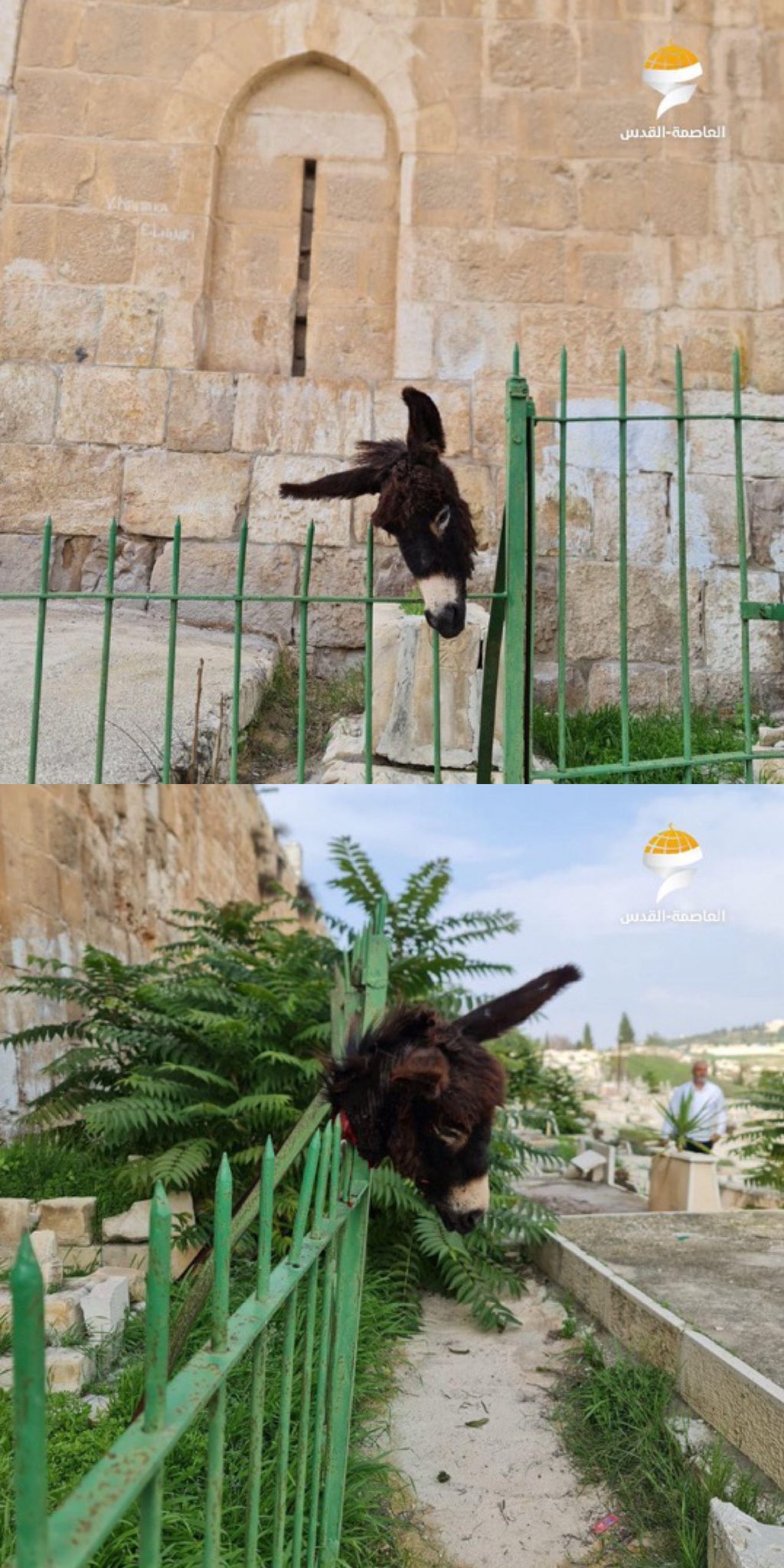 مستوطنون يدنسون مقبرة إسلامية بالقدس