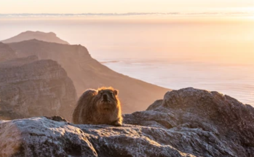  Rock Hyrax
