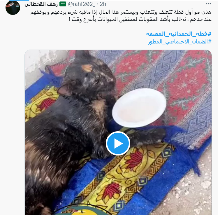 قطة الحمدانية المعنفة 