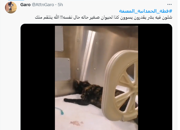 قطة الحمدانية المعنفة 