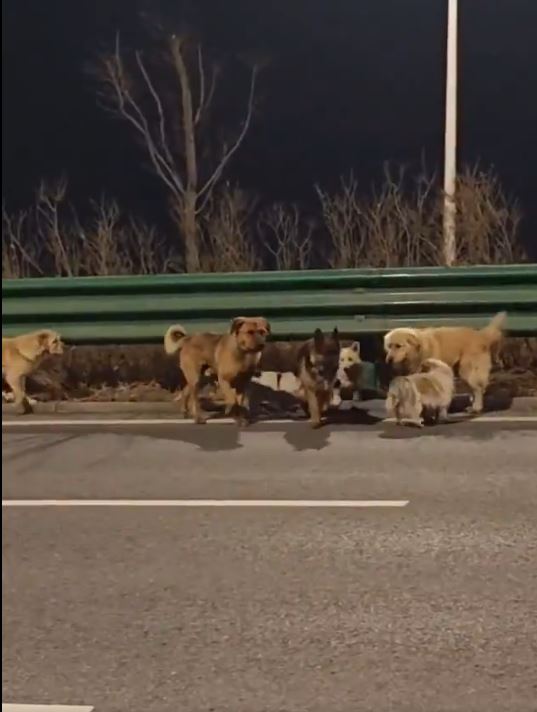 dogs escape meat truck