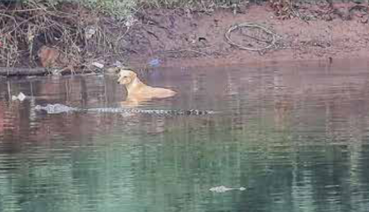 تماسيح تنقذ كلبا