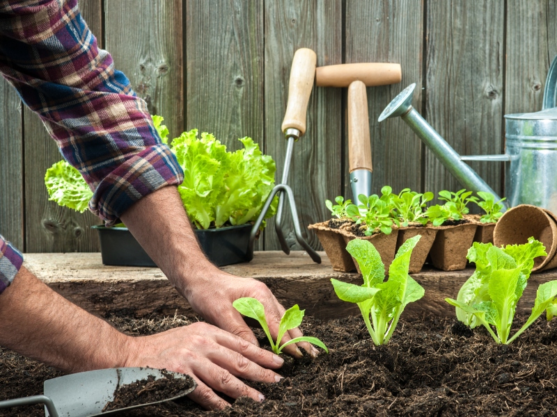 اساسيات زراعة حديقة الخضروات الخريفية
