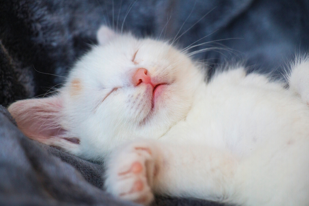 cats