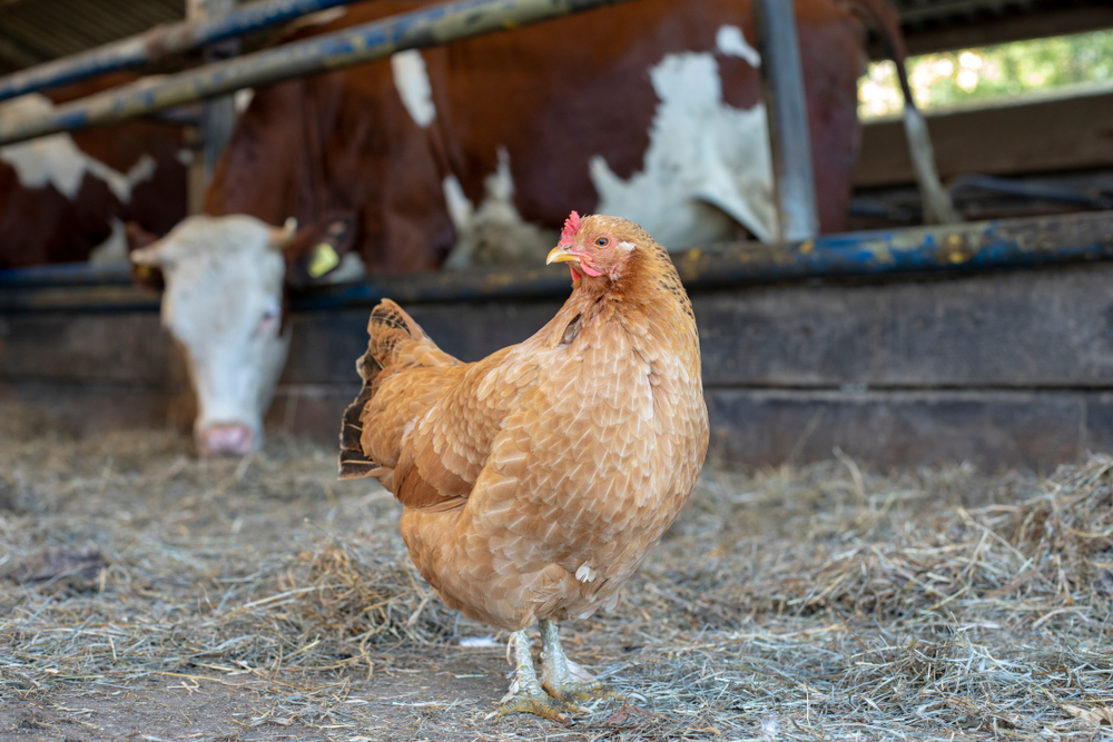 chicken 