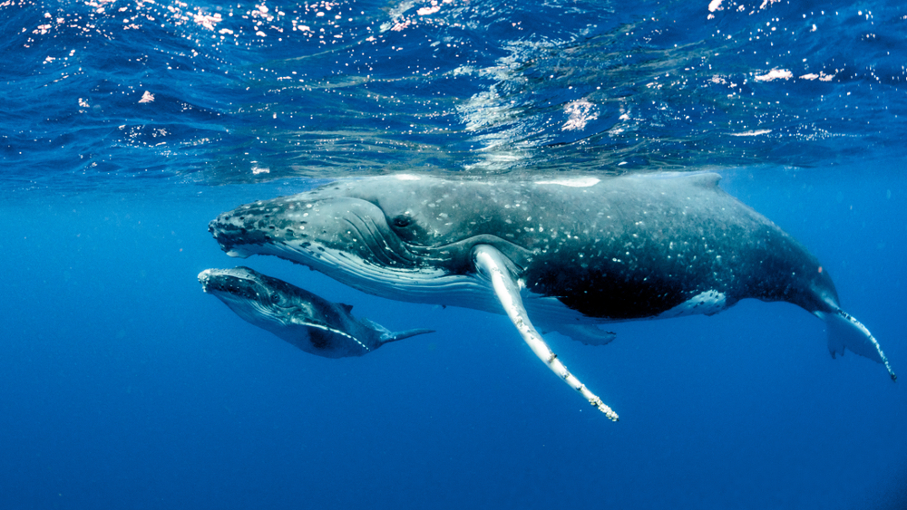 whale population