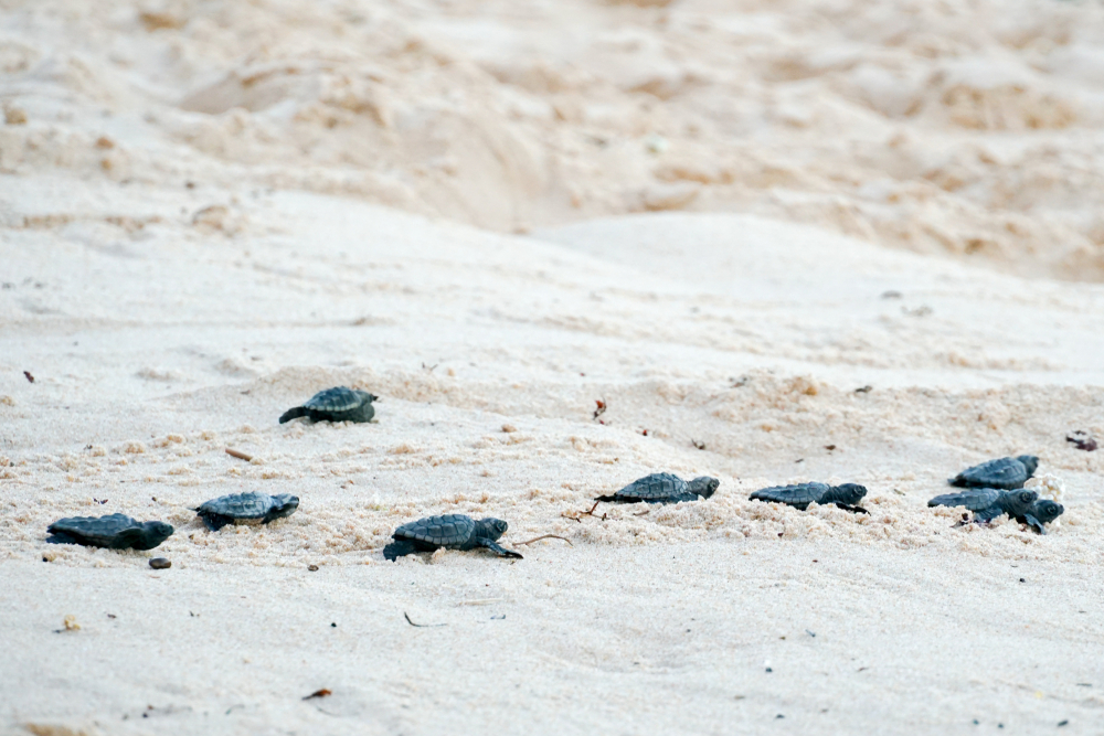sea turtles