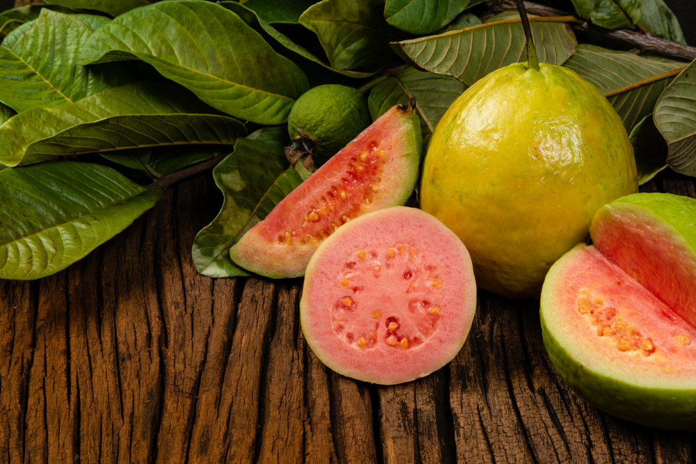 guava leaves