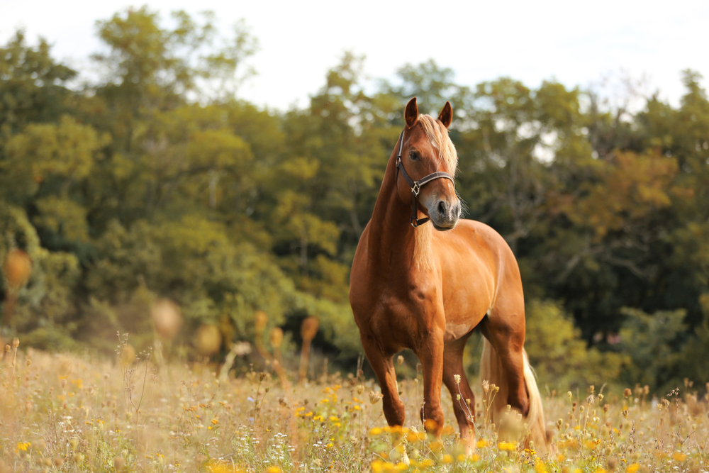 Army horses