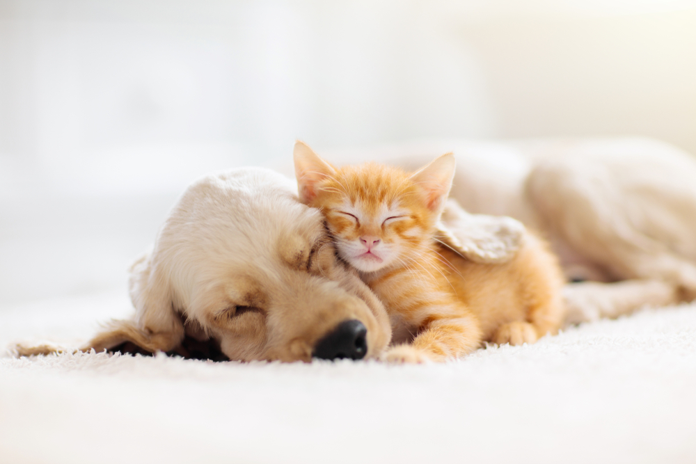 animals