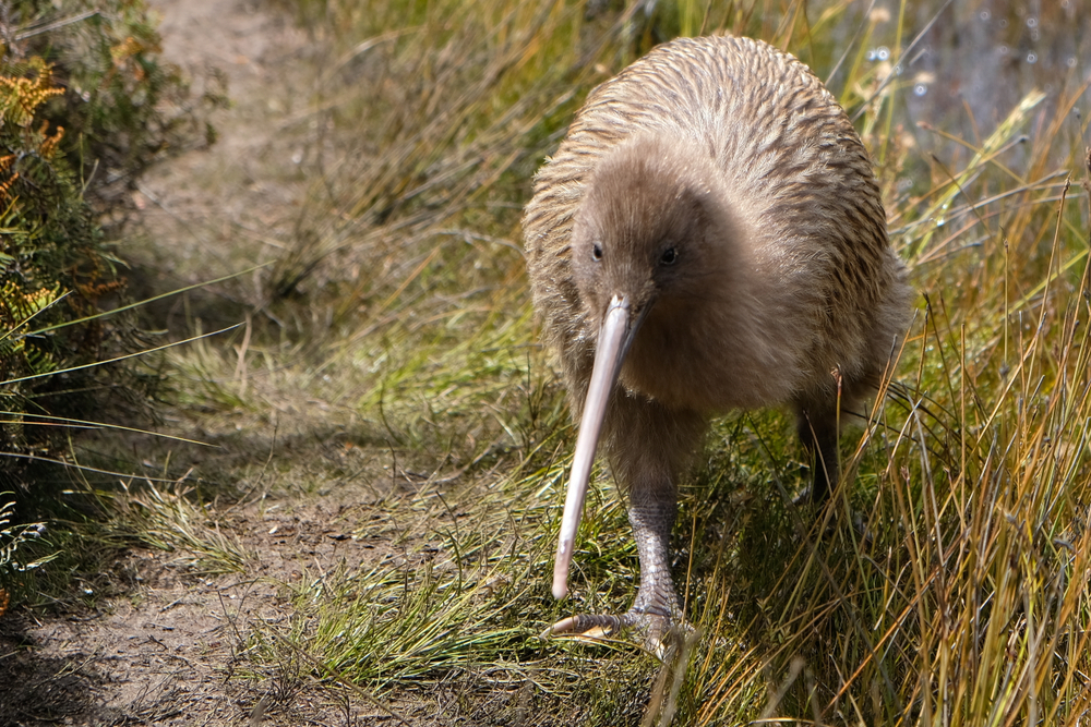 kiwi birds