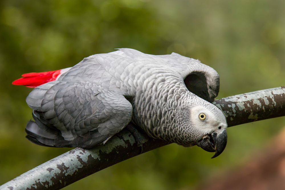 Parrot