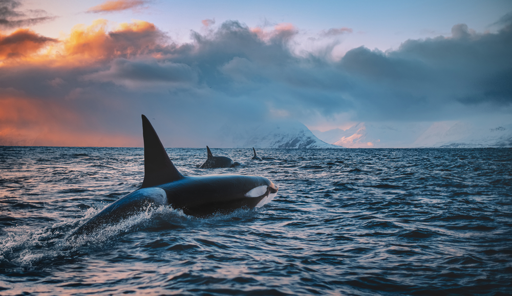 porpoises
