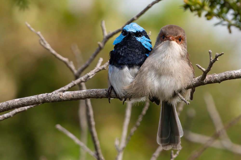 fairywrens