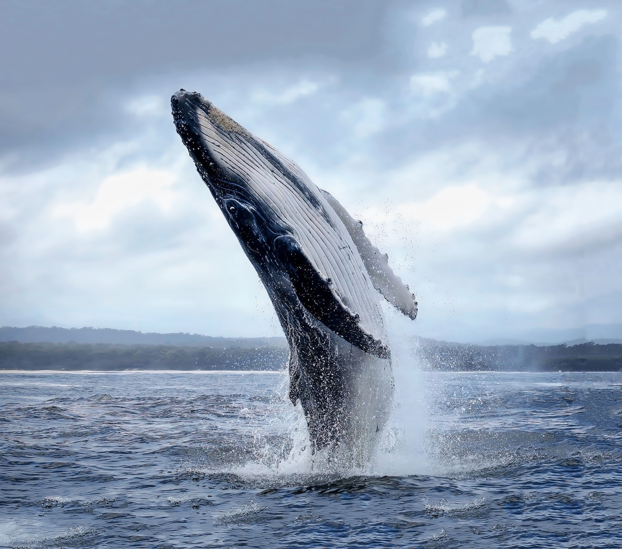 whales