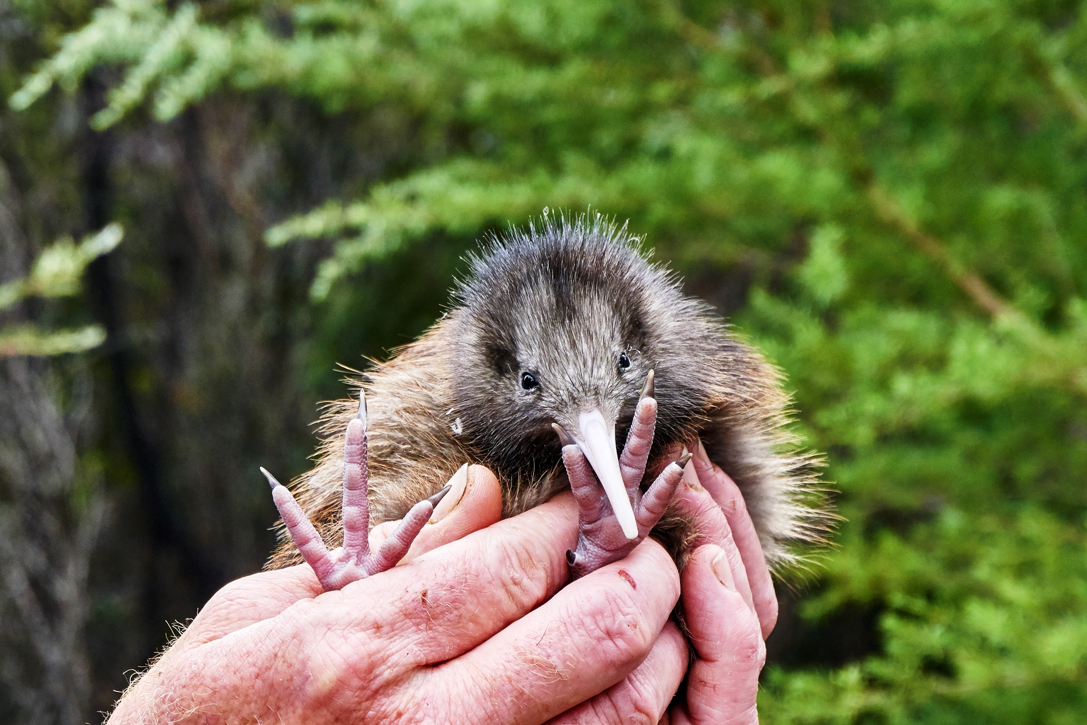 kiwi birds