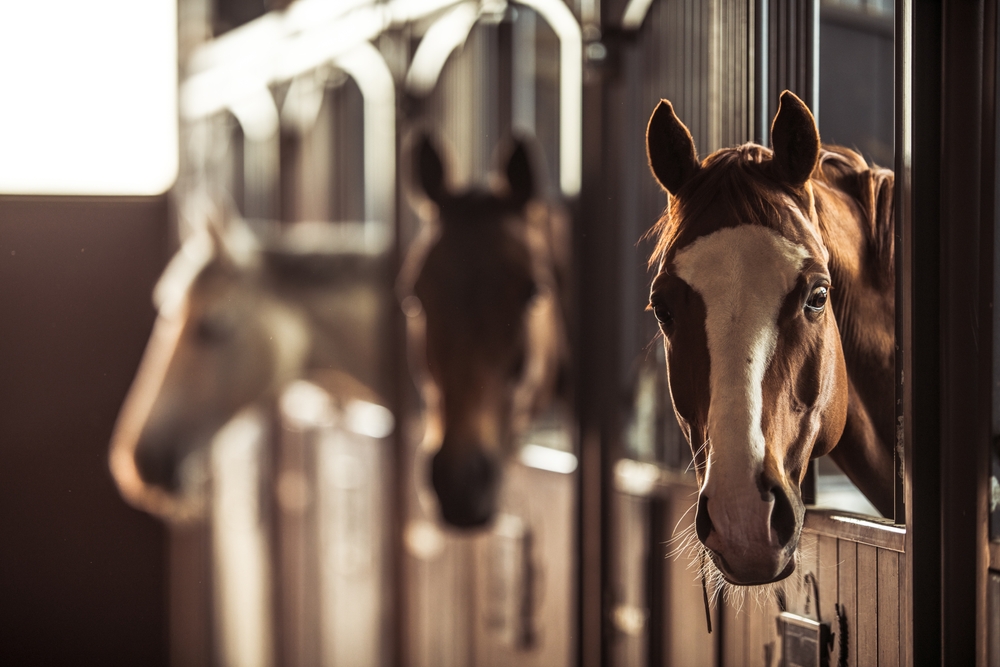 Army horses