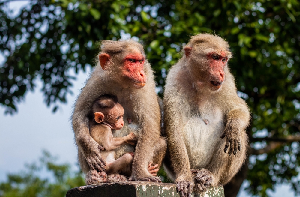 monkeys