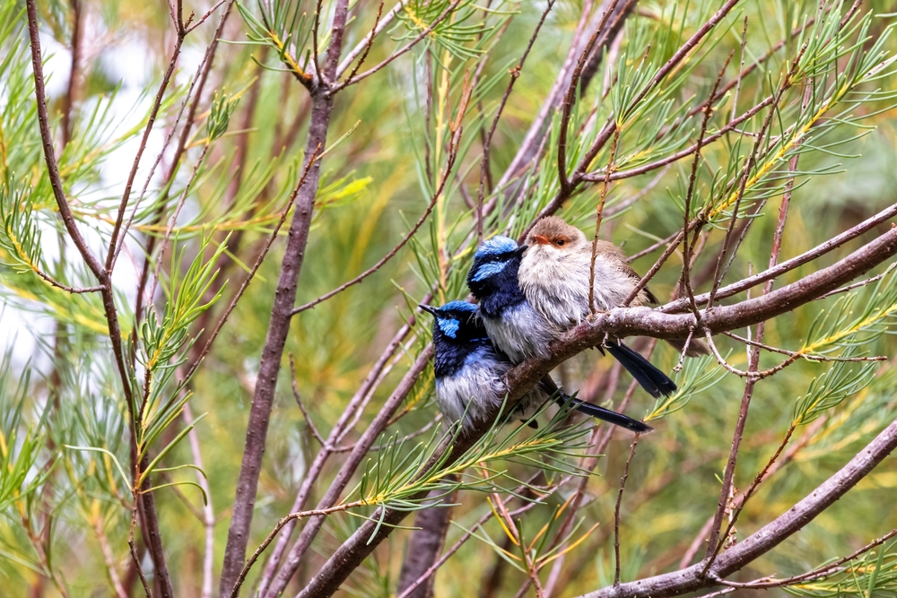 fairywrens