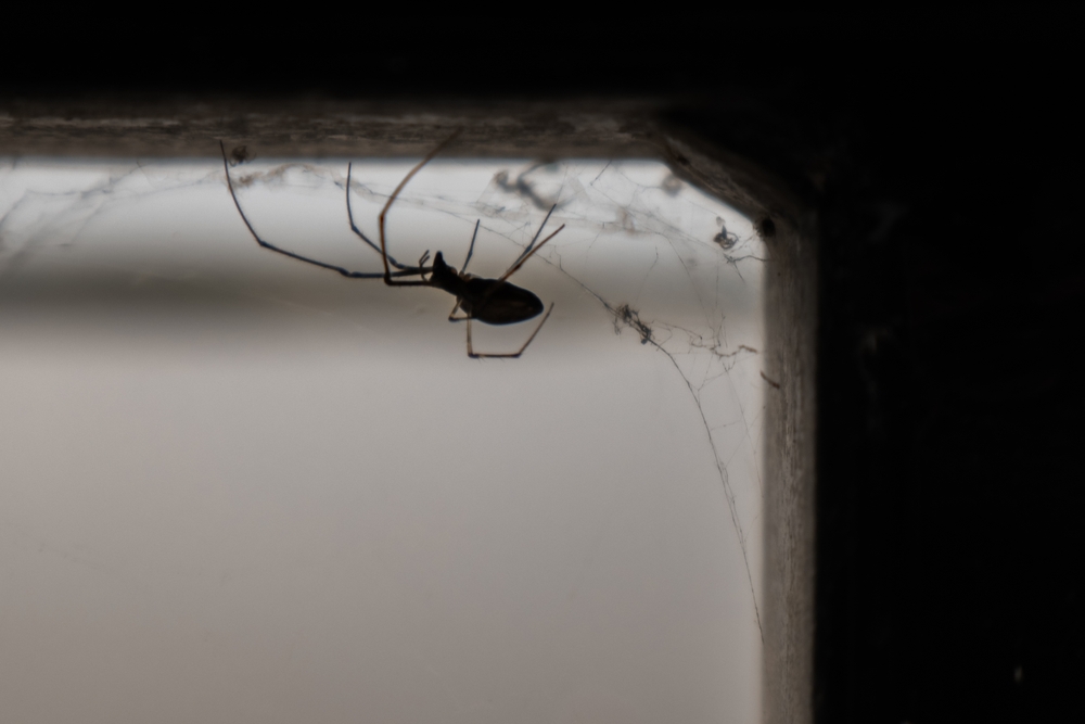 Spider
