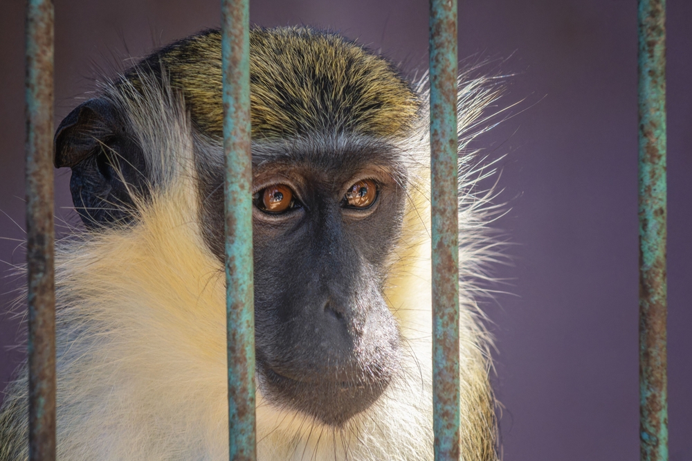 monkey