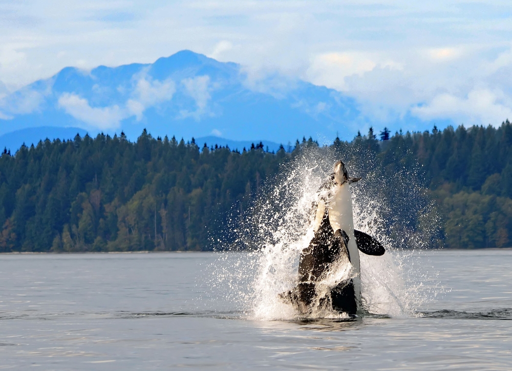 porpoises