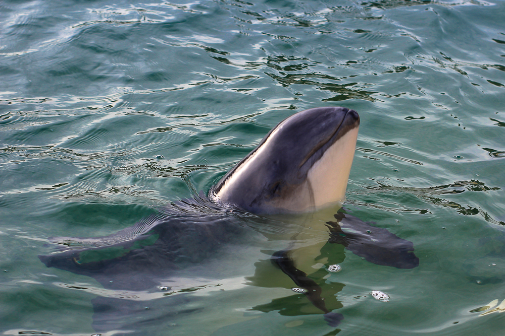 porpoises