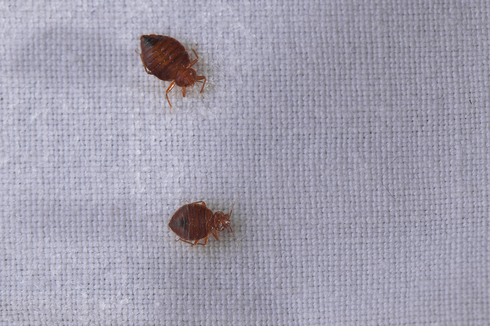 bed bug