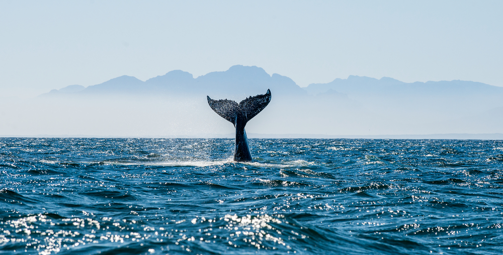 whale population
