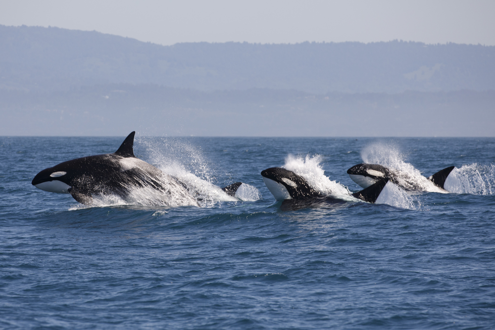 porpoises