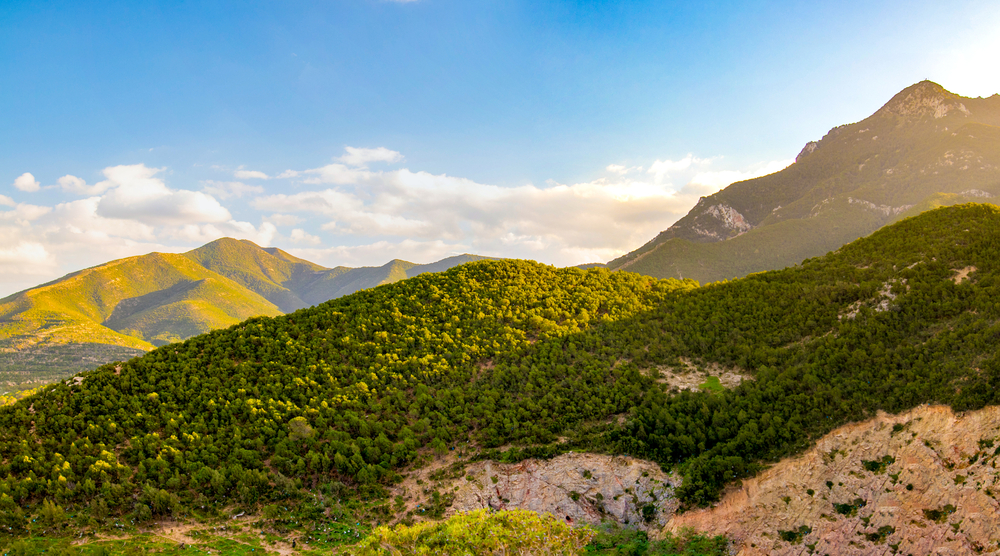 forests of Tunisia