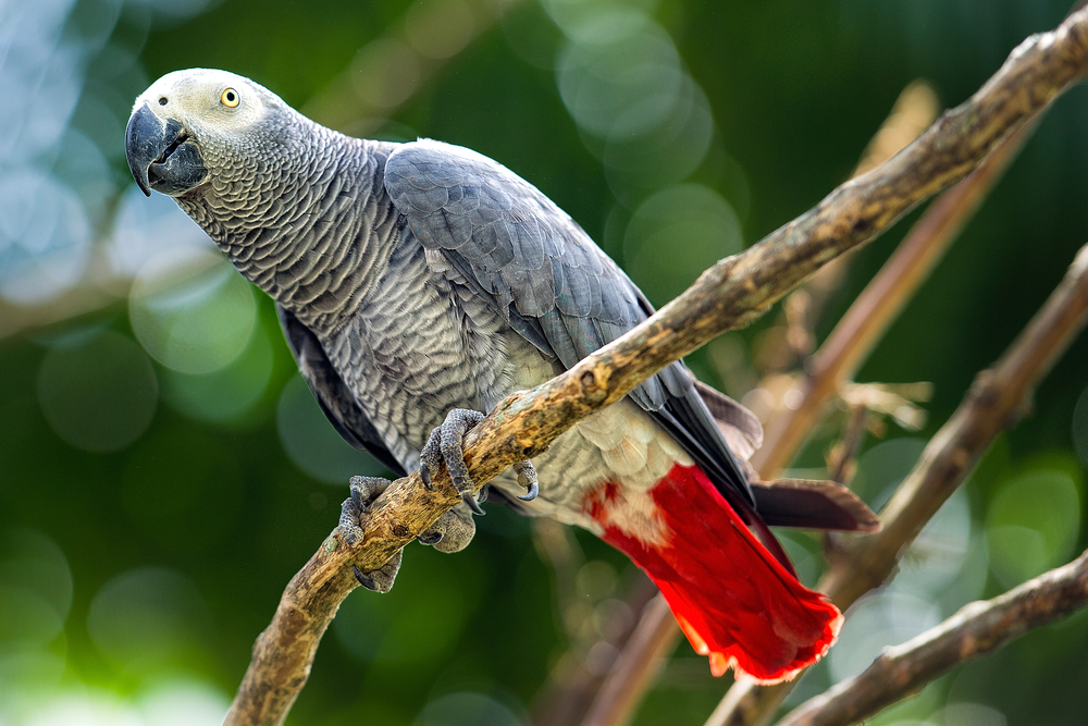 Parrot