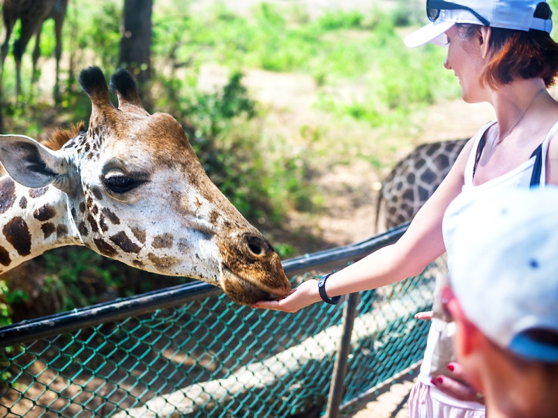 نصائح قبل التخطيط لزيارة كينيا ومحمية ماساي مارا
