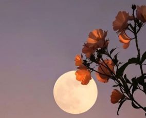 القمر البدر العملاق في برج الثور الترابي لشهر نوفمبر 2025