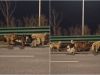 Seven dogs escape meat truck in China