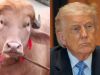 "Trump’s Animal Twin": Rare blond buffalo becomes an Eid-Adha star