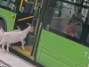 Video: Goats caught taking a surprise ride on public bus in Oregon
