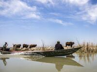 Iraqi marsh-dwellers navigate their canoes in the marshes of the southern district of Chibayish in Dhi Qar province, about 120 kilometres northwest of the southern city of Basra, on March 29, 2019. Hussein FALEH / AFP