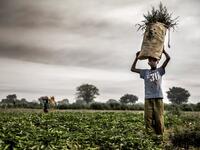 A Hausa Fulani farmer works at a farm in the outskirts of Sokoto, Sokoto State, Nigeria on April 22, 2019. Massive expansion of farming in Nigeria has cut access to grazing land for nomadic herders and fuelled persistent violence. Luis TATO / AFP