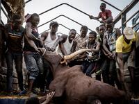A group of men carry a heavy cow in a truck at Illiea Cattle Market, Sokoto State, Nigeria, on April 21, 2019. Illiea is the last Nigerian town before Niger's border and the cattle market is one of the largest of West Africa receiving pastoralist nomads from several countries in the region. Luis TATO / AFP