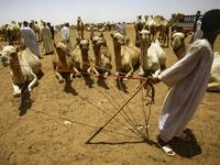 A herder hold ropes tied to several camels at El-Molih camel market west of the Sudanese capital's twin city of Omdurman  ASHRAF SHAZLY / AFP