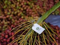 Dates are displayed during the annual Liwa Date Festival in the western region of Liwa on July 17, 2019. The Liwa Date Festival aims to preserve Emirati heritage, specifically palm trees and half-ripe dates, knows as "ratab", which are deep-rooted in the Gulf country's traditions. Karim SAHIB / AFP