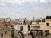 A man tries to catch locusts while standing on a rooftop as they swarm over the Huthi rebel-held Yemeni capital Sanaa on July 28, 2019.  Mohammed HUWAIS / AFP