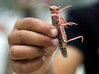 A boy holds a desert locust caught while swarming the sky over the Huthi rebel-held Yemeni capital Sanaa on July 28, 2019.  Mohammed HUWAIS / AFP