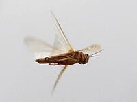 A locust flies during a swarming over the Huthi rebel-held Yemeni capital Sanaa on July 28, 2019.  MOHAMMED HUWAIS / AFP