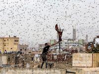 A man tries to catch locusts while standing on a rooftop as they swarm over the Huthi rebel-held Yemeni capital Sanaa on July 28, 2019.  Mohammed HUWAIS / AFP
