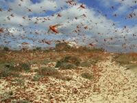 Locusts swarm the sky over the Huthi rebel-held Yemeni capital Sanaa (Twitter)