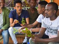 Ousman Abdulahi (R) and his friends chew khat at a road side dealer's shop in an area known as 'Little Mogadishu' in Addis Ababa on July 23, 2019. In Ethiopia, a rehab centre takes on khat addiction, AFP reports on August 28, 2019. MICHAEL TEWELDE / AFP